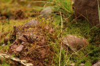 ��������� �����������������