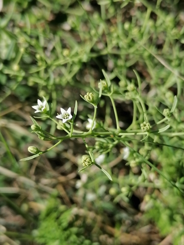 ����� ������������