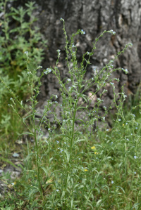 ������� ����������