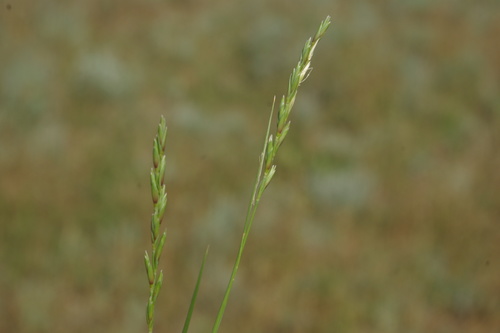 �������� ���������