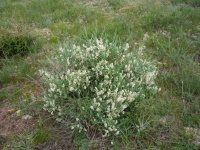 �������� �������������