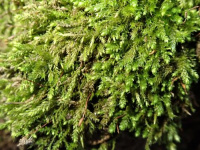 ������� �������������