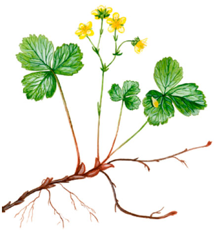 �������� ��������� [������������ ���������]