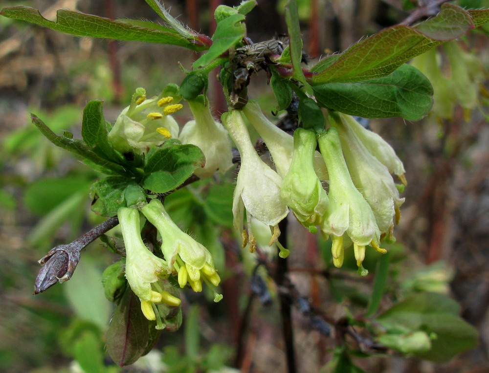 ��������� ���������