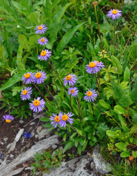 �������������� ��������