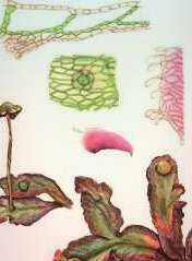 �������� ���������