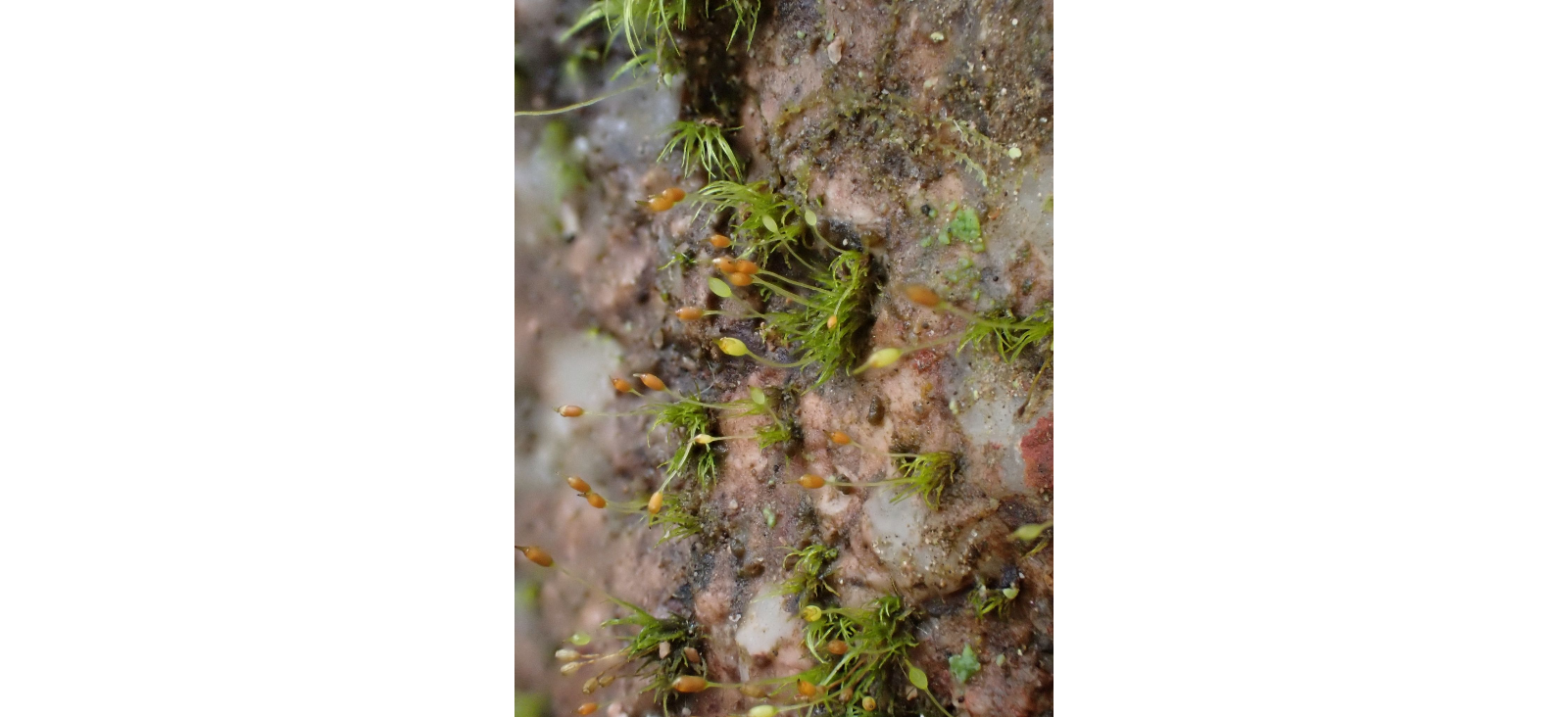 ������������ �������������