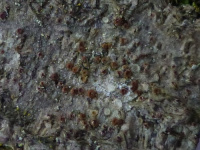 Pachyphiale fagicola 