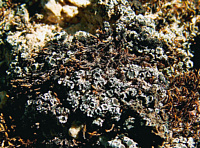 �������� ���������