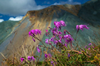 �������� ��������