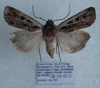 Actebia difficilis 
