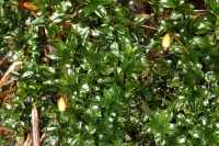 ����� ���������������