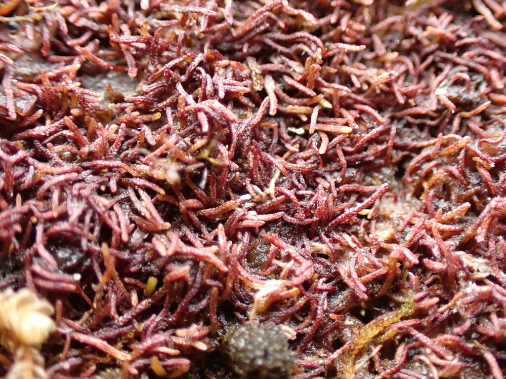 ������������ �����������