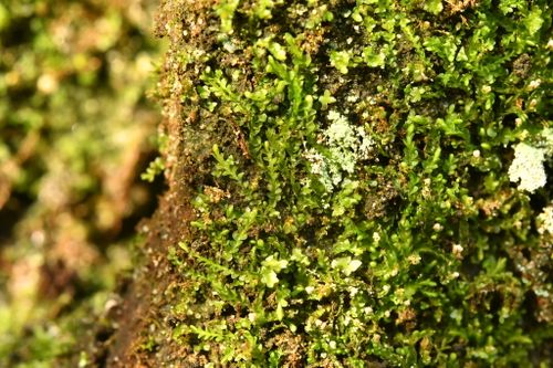 ����������� ���������