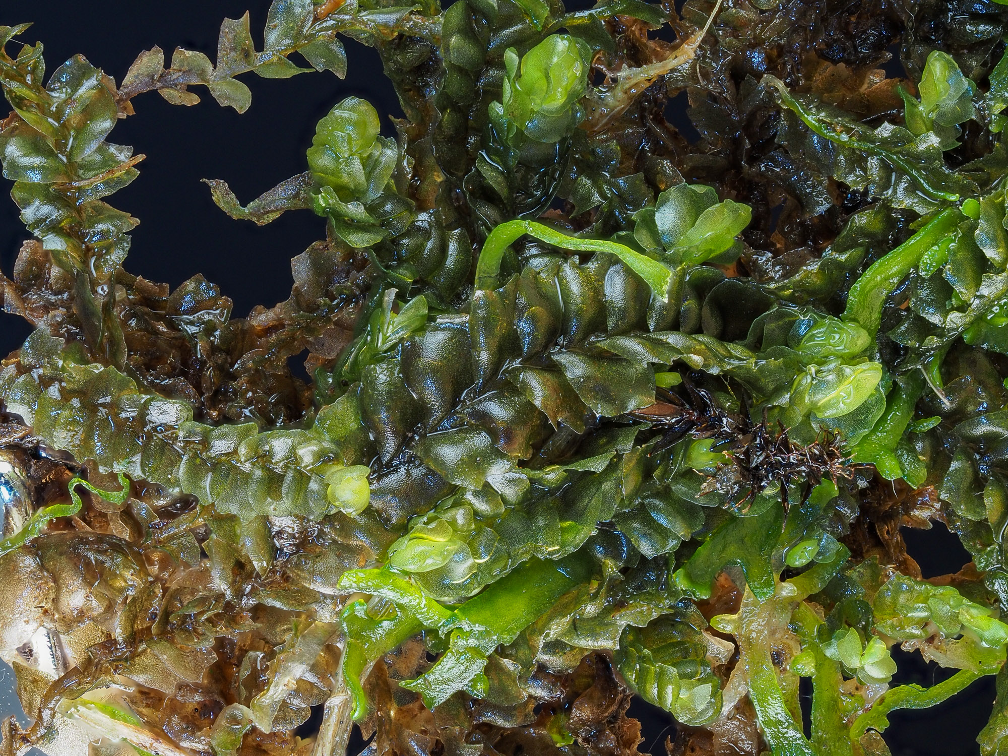 ���������� �������������