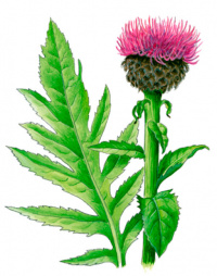 ������ ������������� [��������� �������������]