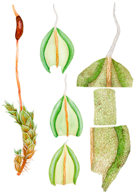 ��������� ������������