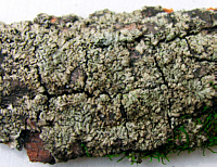 ����������� �����������