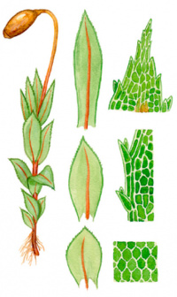 ����� ������������