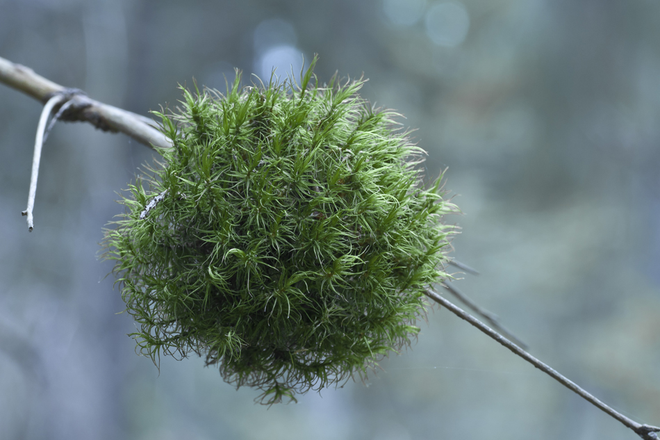 �������� ���������