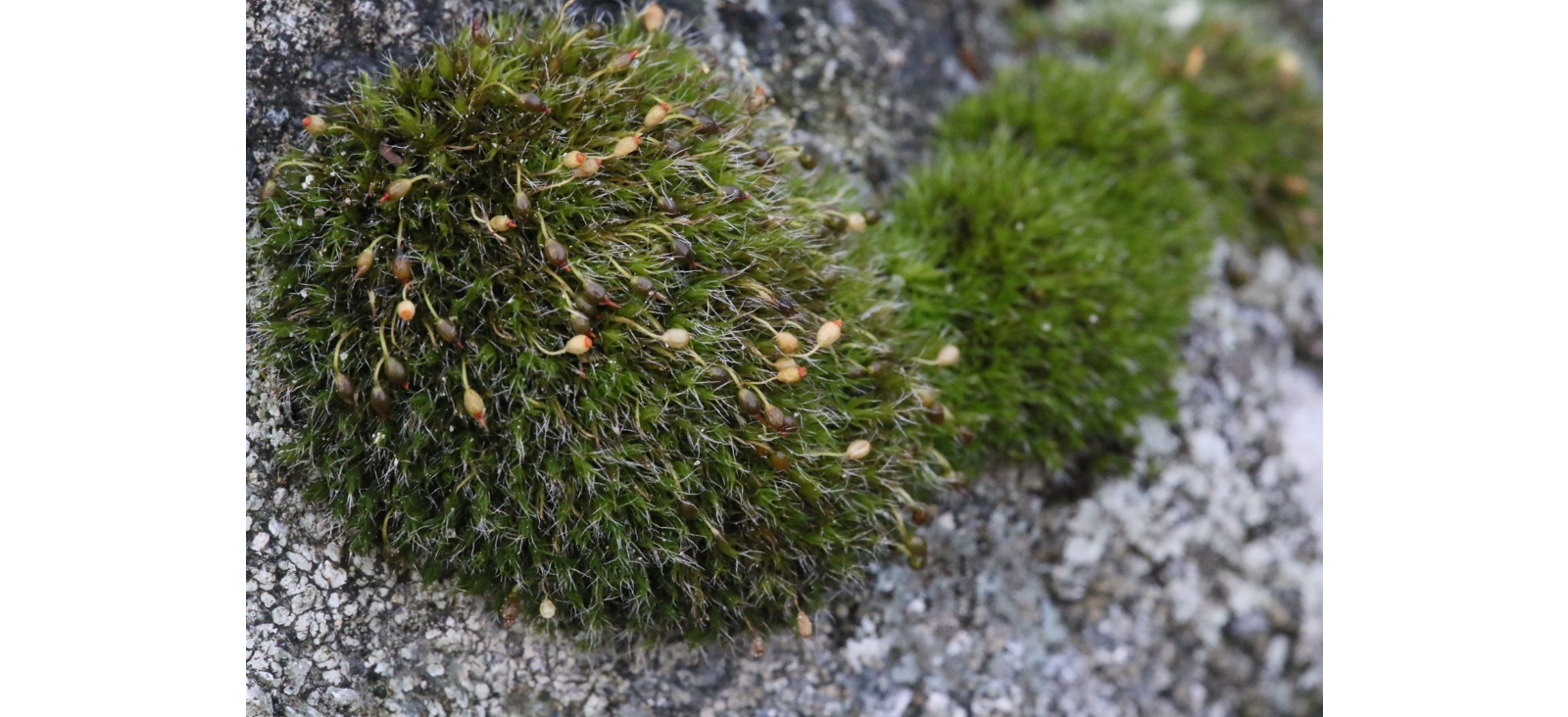 ������� ������