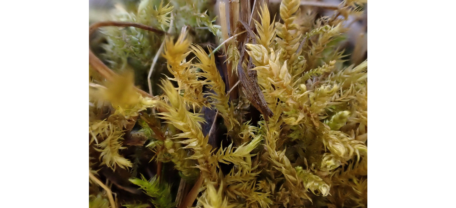 ����������� ������