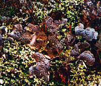 ������� ����������