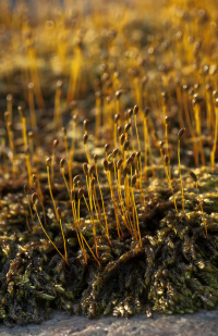 ����������� ������-������