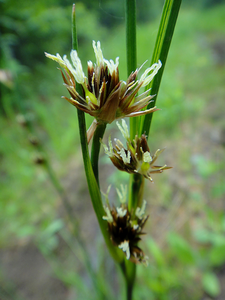 ������ ��������������