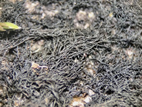 Ephebe hispidula 