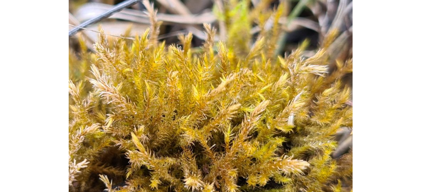 ������������� �����������