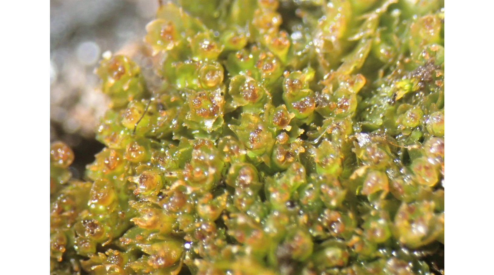 �������� �������������