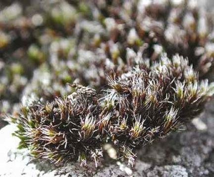 ������� �������