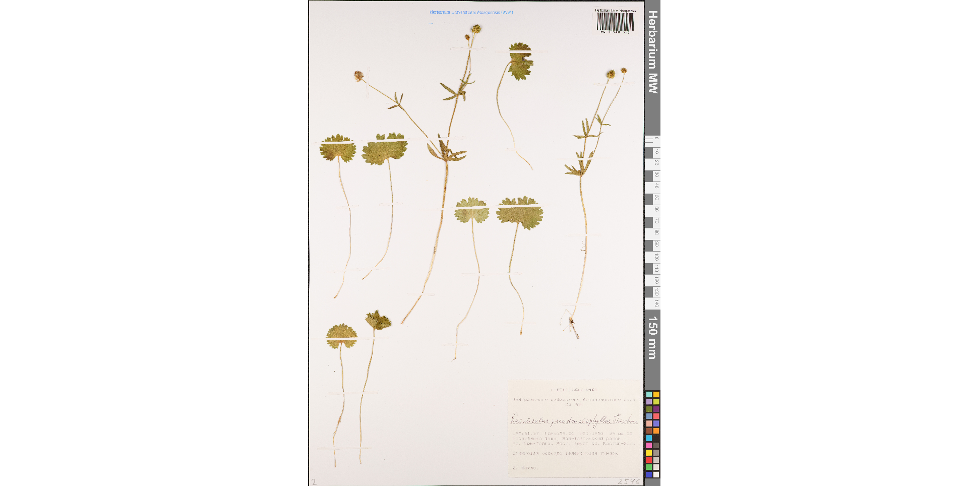 ����� �����-�����������