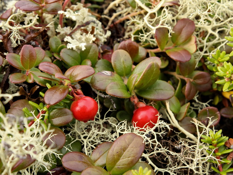 �������� �����