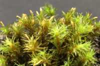 ��������� ����������