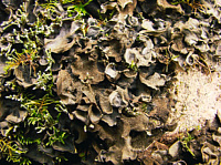 ��������� �������