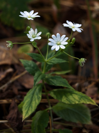 ���������� �����