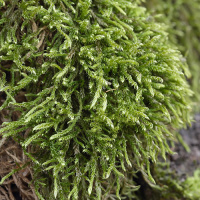 ������� ����������