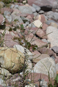 ������� ������������