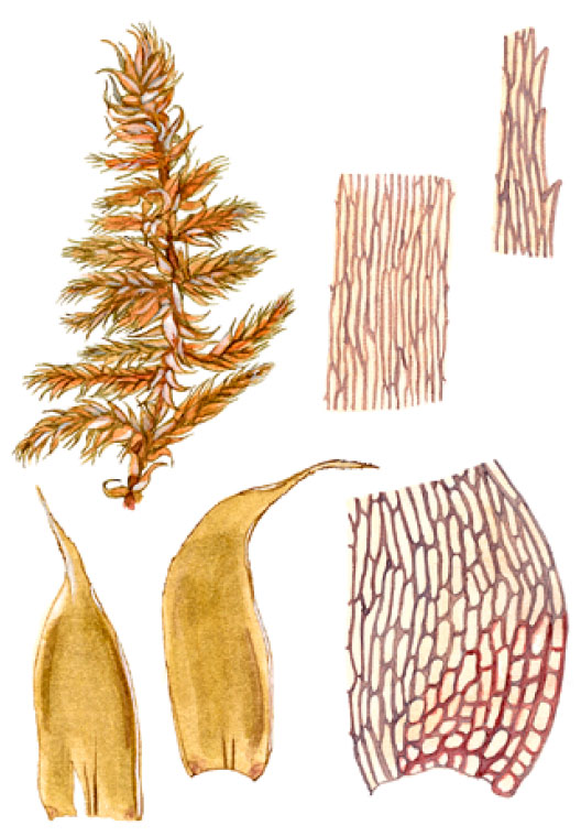 �������� �������