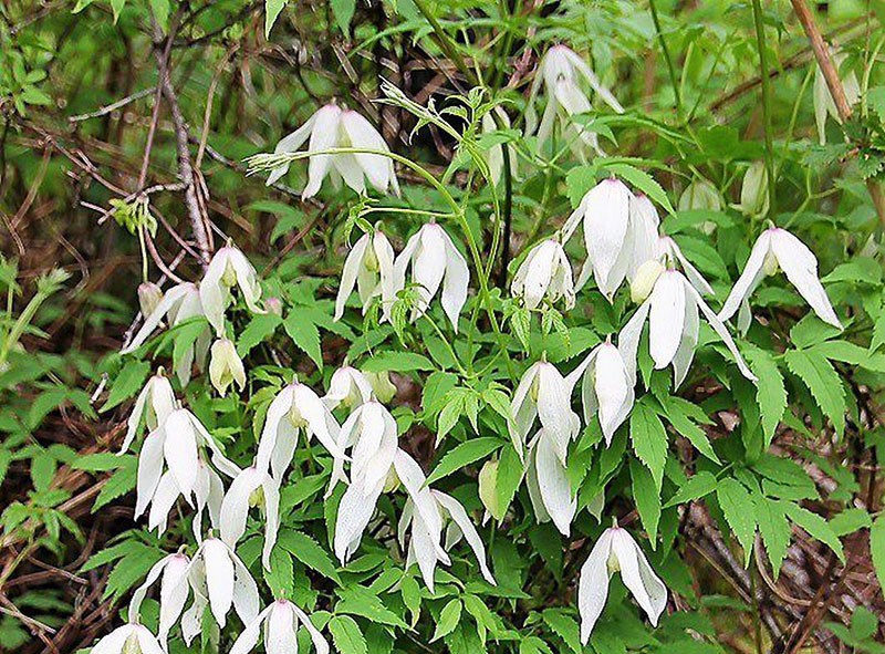 �������� ���������