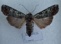 Actebia praecurrens