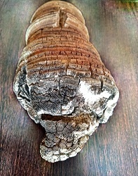 ����-��������