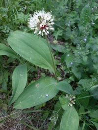 ��� �������