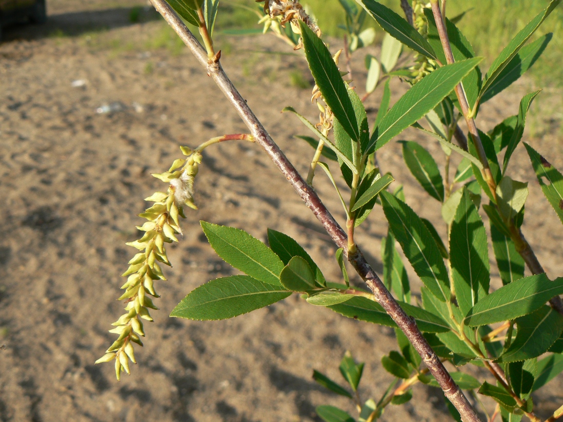 ��� ��������