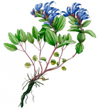 ������������ ��������