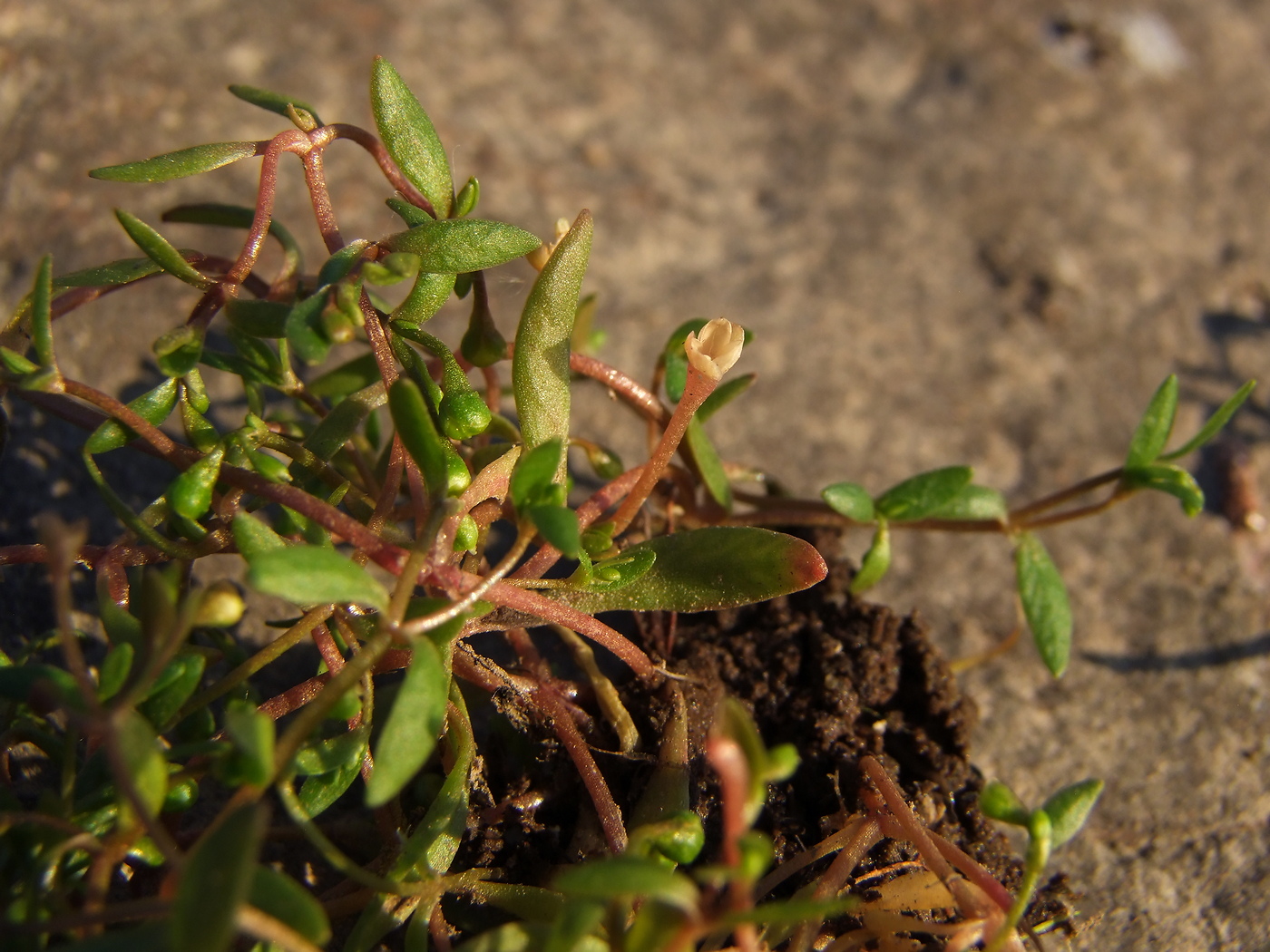 ������ ��������