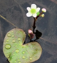 ��������� ���������