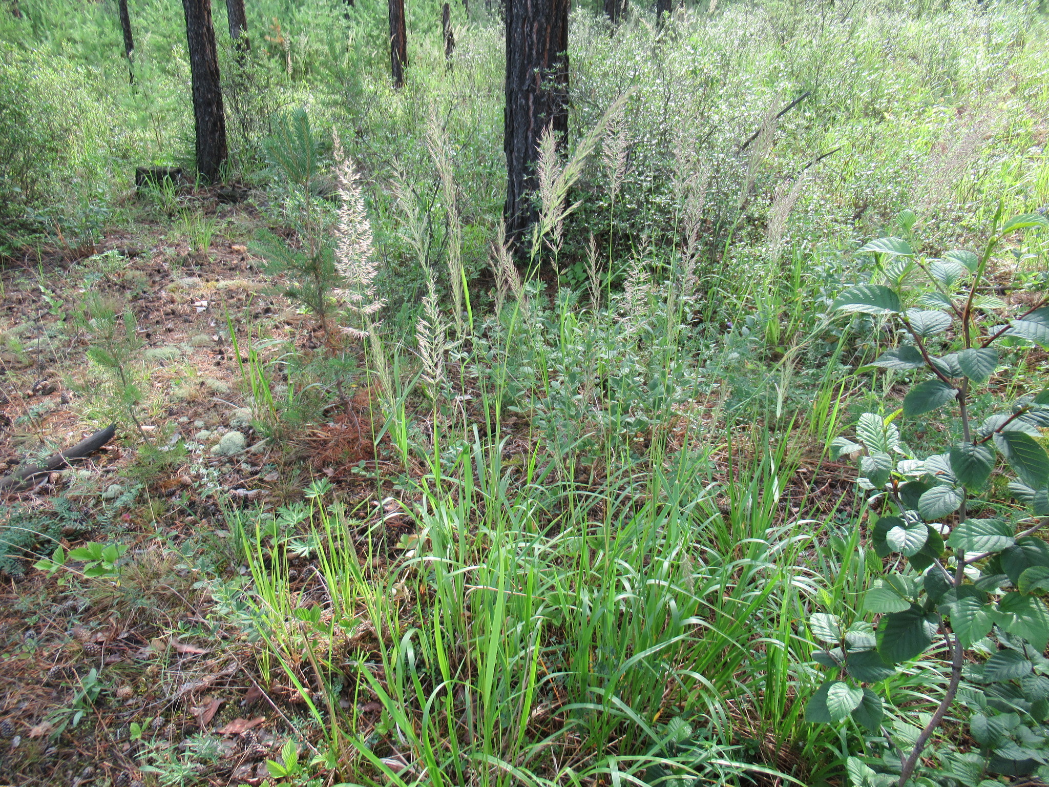 ������ �����������